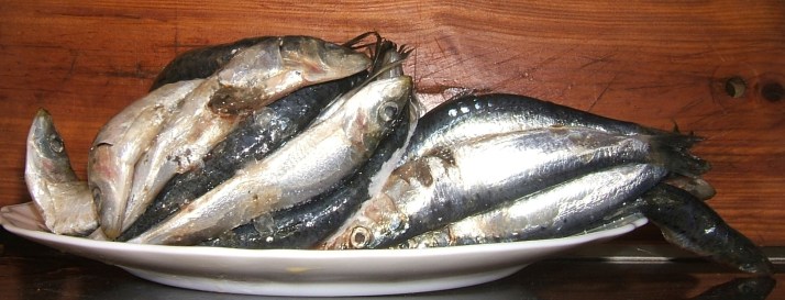 ·"Sardinas resacosas".. Foto:Bárbara.