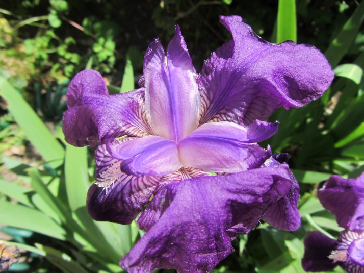 Iris. Foto: Aurelio Serrano Ortiz.