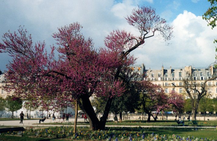 Las Tullerías. foto: Bárbara