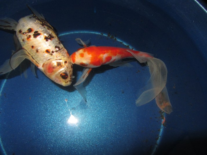 "El beso". Foto: Bárbara.