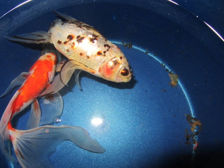 Peces de agua fría. Foto: Bárbara