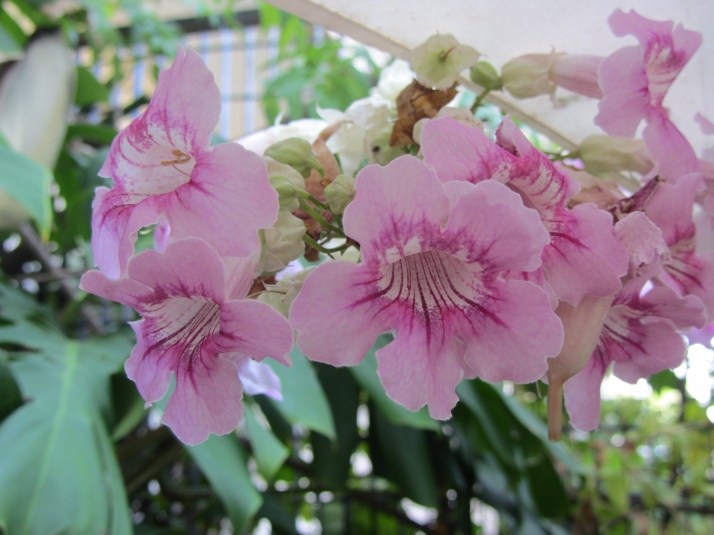 "Bignonia". Foto: Bárbara