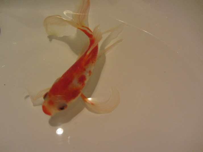 Peza. Foto: Bárbara.