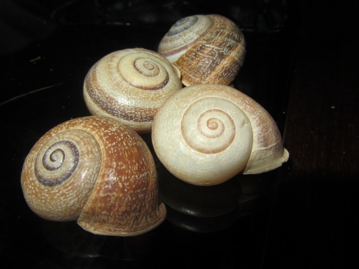 Caracoles. Foto: Bárbara