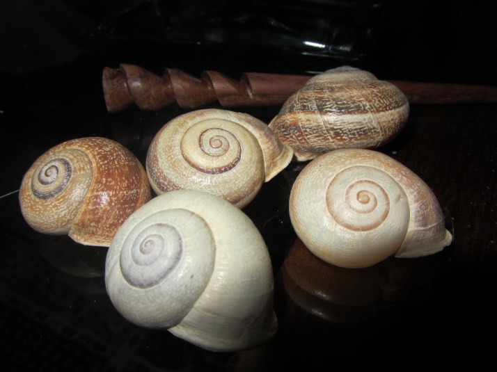 Caracoles. Foto: Bárbara