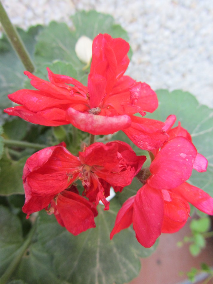 tras la lluvia. Foto: Bárbara