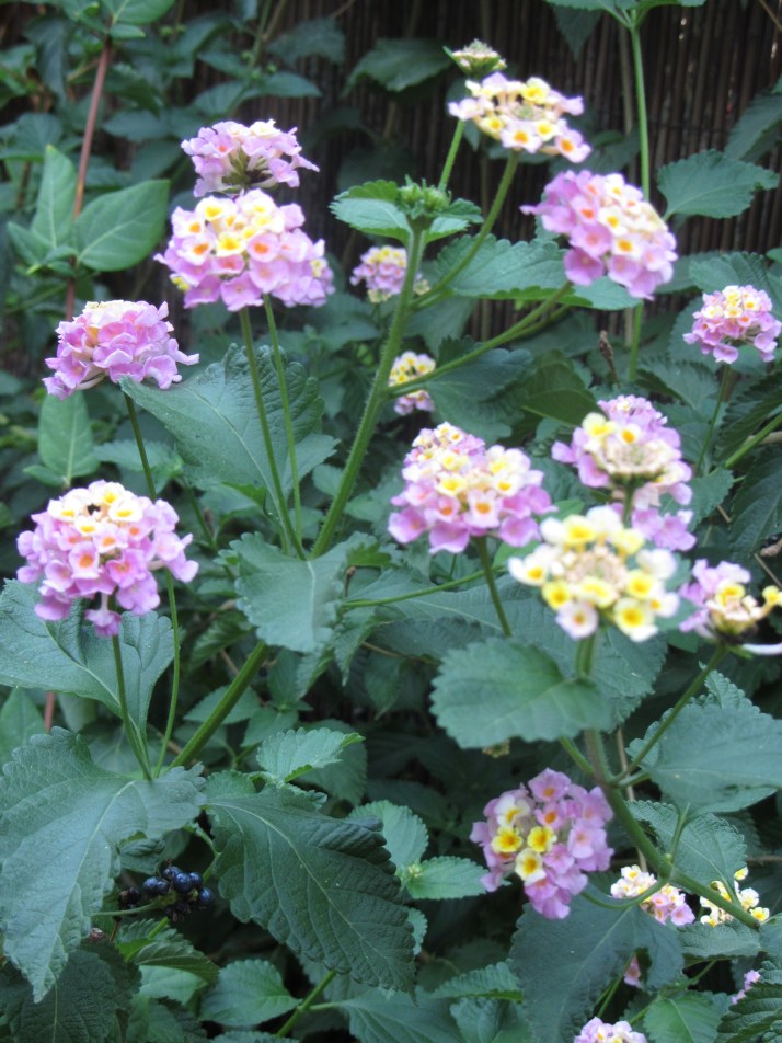 Lantanas. Foto: Bárbara.