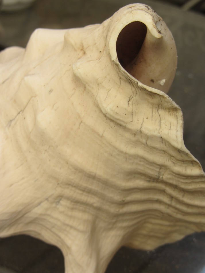 El baile de la caracola. Foto: Bárbara.