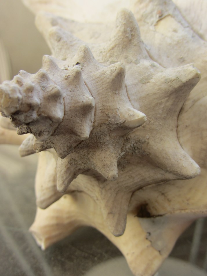 Caracola en reposo. Foto: Bárbara.