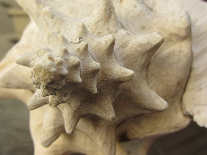 Caracola. Foto: Bárbara.