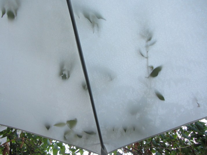 "Hojas en la sombrilla", foto: Bárbara