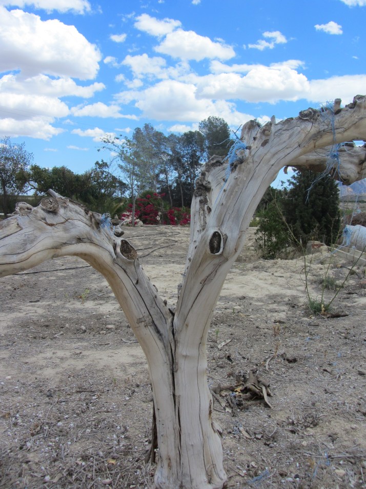 De Gonzalo de Amarante. Foto: Bárbara