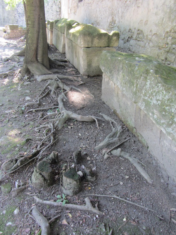 Raíz (Les Alyscamps). Foto: Bárbara