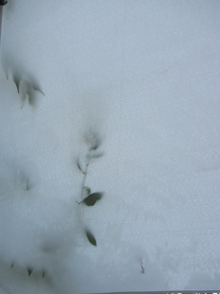 Hojas en la sombrilla. Fotos: Bárbara