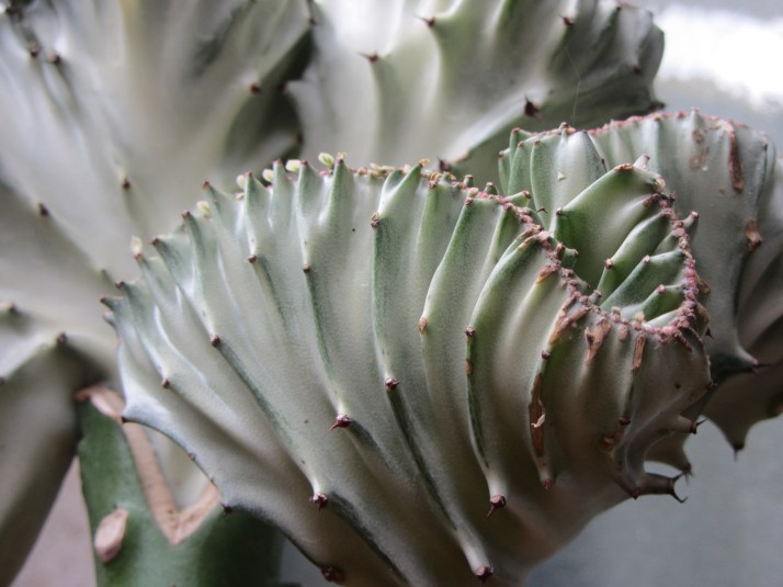 Cactus. Foto: Bárbara