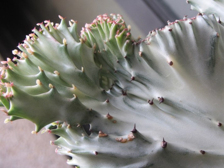 Cactus: Foto : Bárbara