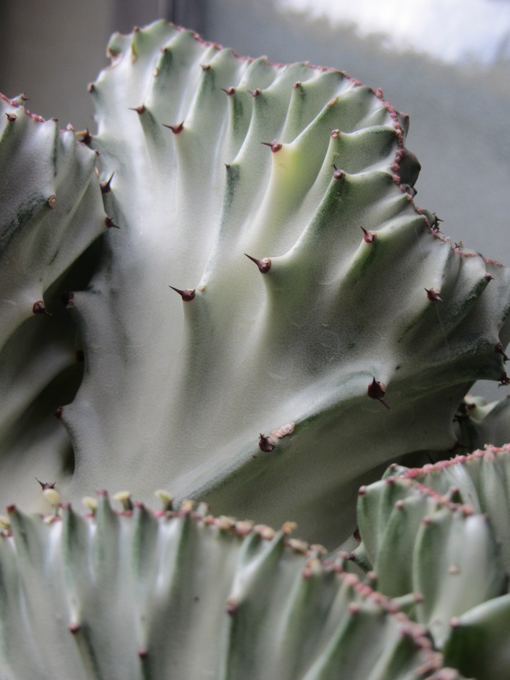 Cactus. Foto: Barbara