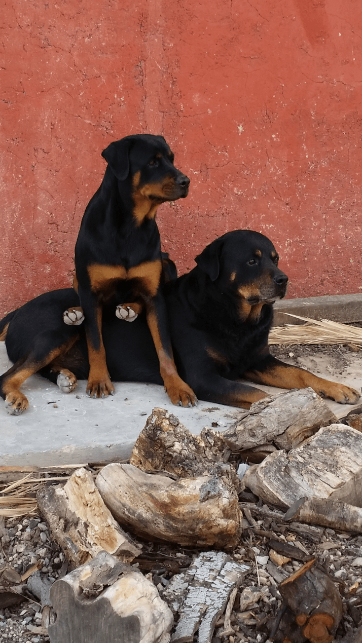 Retaco y Enana. Foto: A. Albaladejo