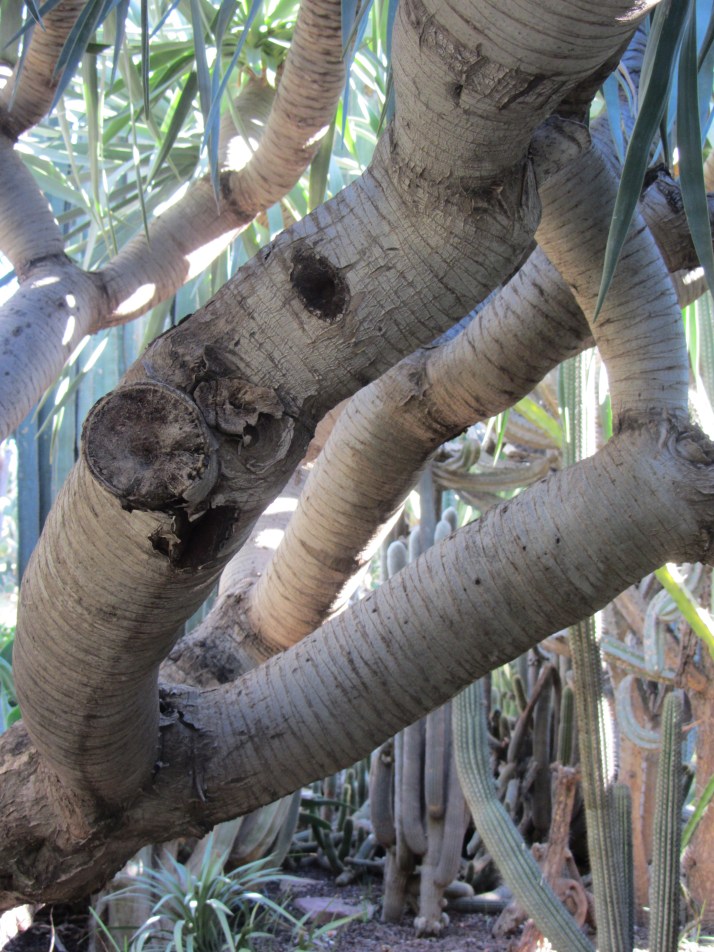Huerto del Cura (Elche). Foto: Bárbara