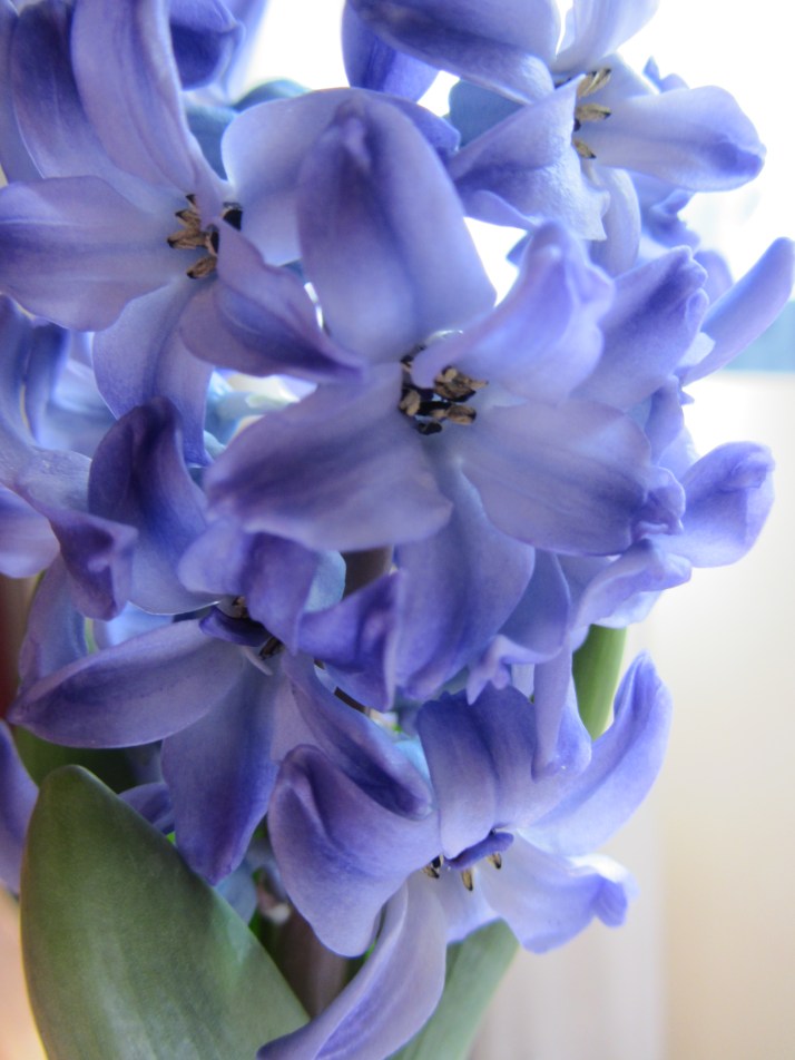 Narcisos. Foto: Bárbara