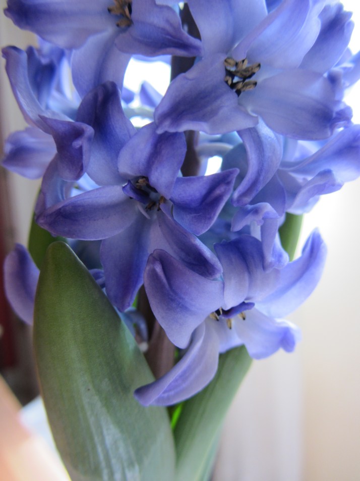 Narciso. Foto: Bárbara.