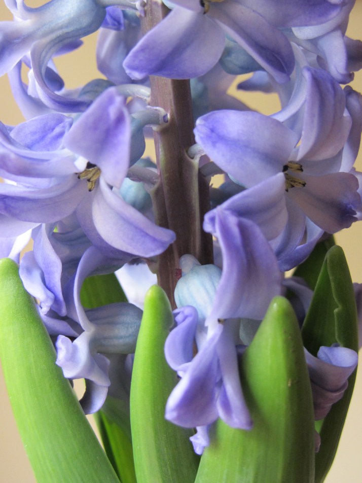 Narciso. Foto: Bárbara