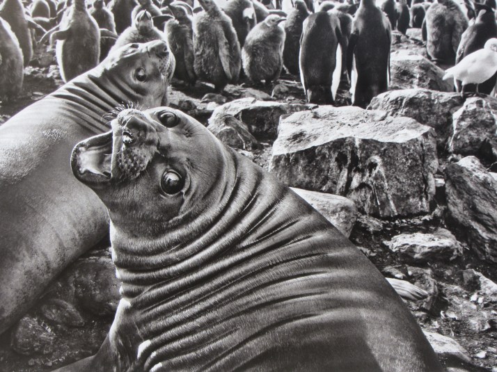 Sebastiao Salgado:Cría de elefante marino en la bahía  de San Andr´res. Georgia del Sur. 2009.