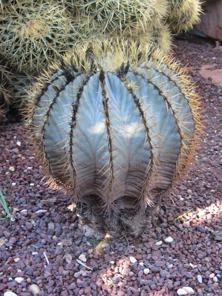 Huerto del CurA (eLCHE) fOTO: aURELIO sERRANO oRTIZ
