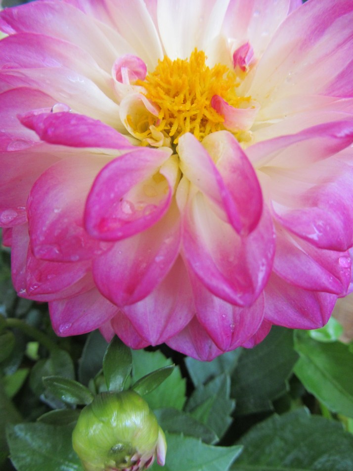 Dalia. Foto: Bárbara