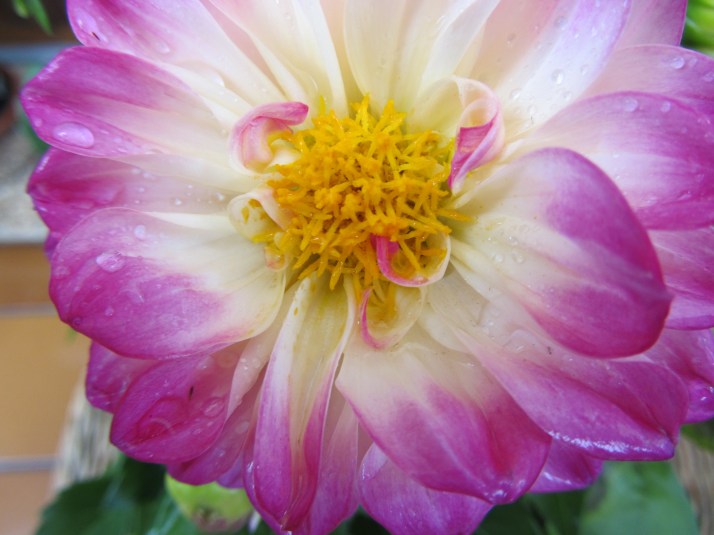 Dalia. Foto: Bárbara