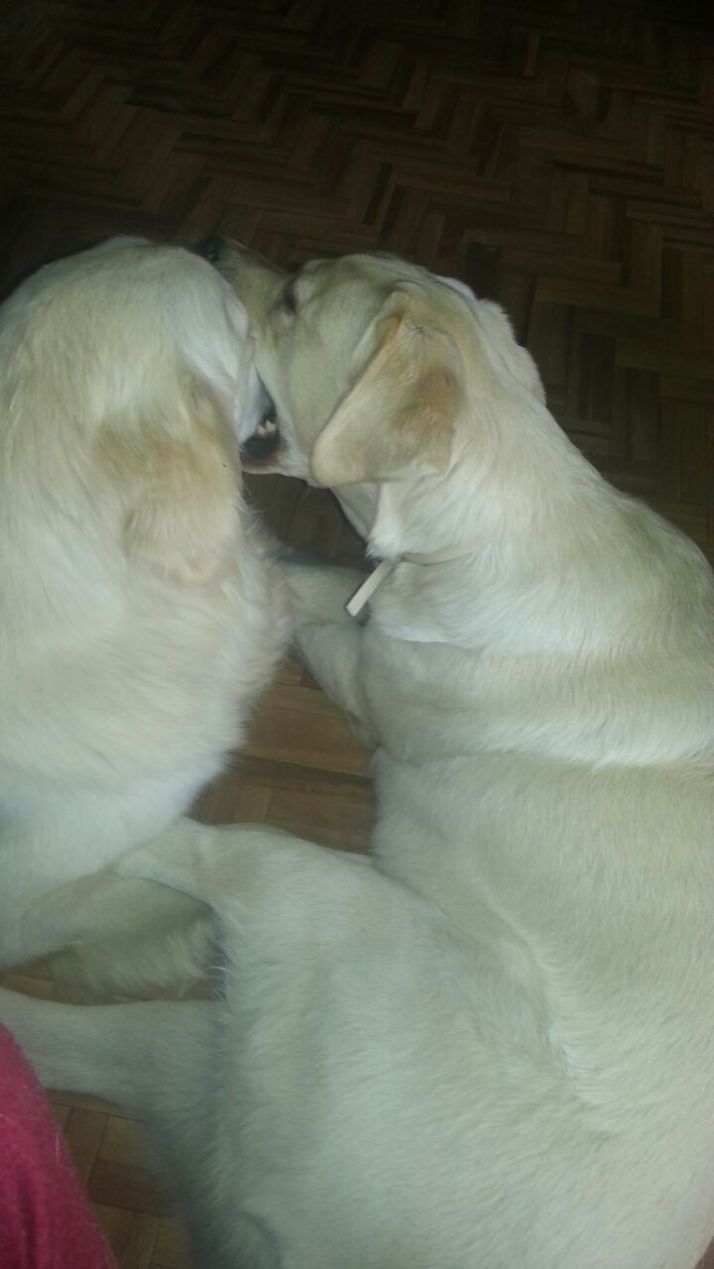 Jugando. Foto: Alex y Natalia