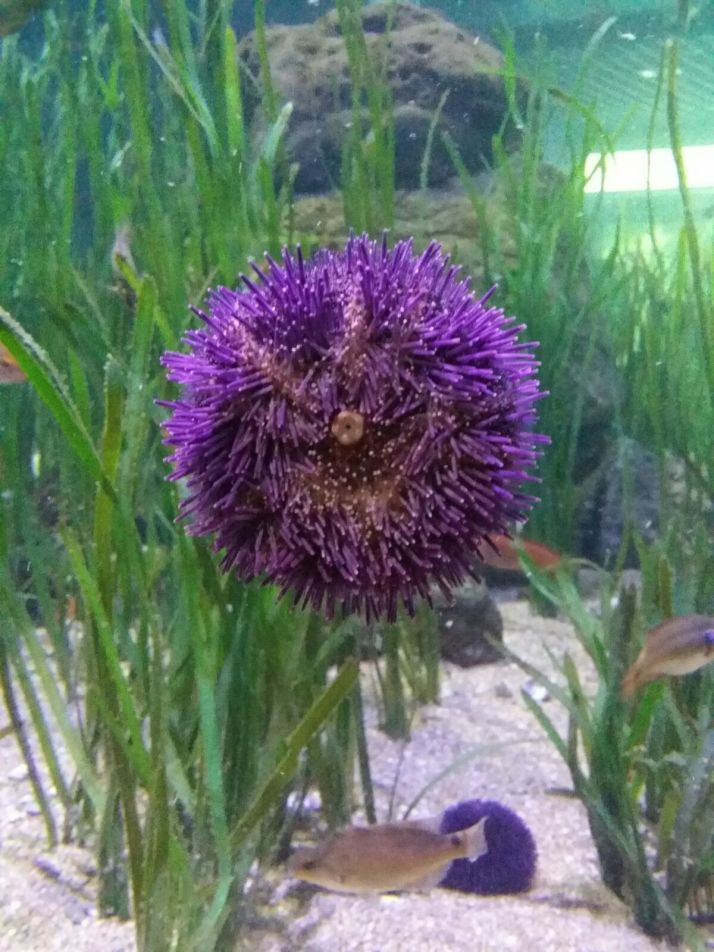 Anémona. Foto: Aurelio Serrano García