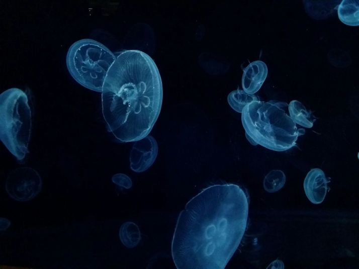 Medusas. Foto: Aurelio Serrano García