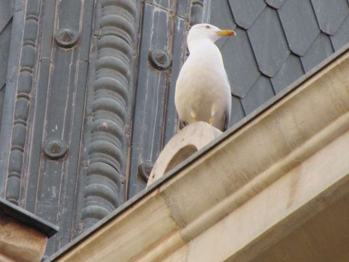Foto: Bárbara. "Gaviotas"