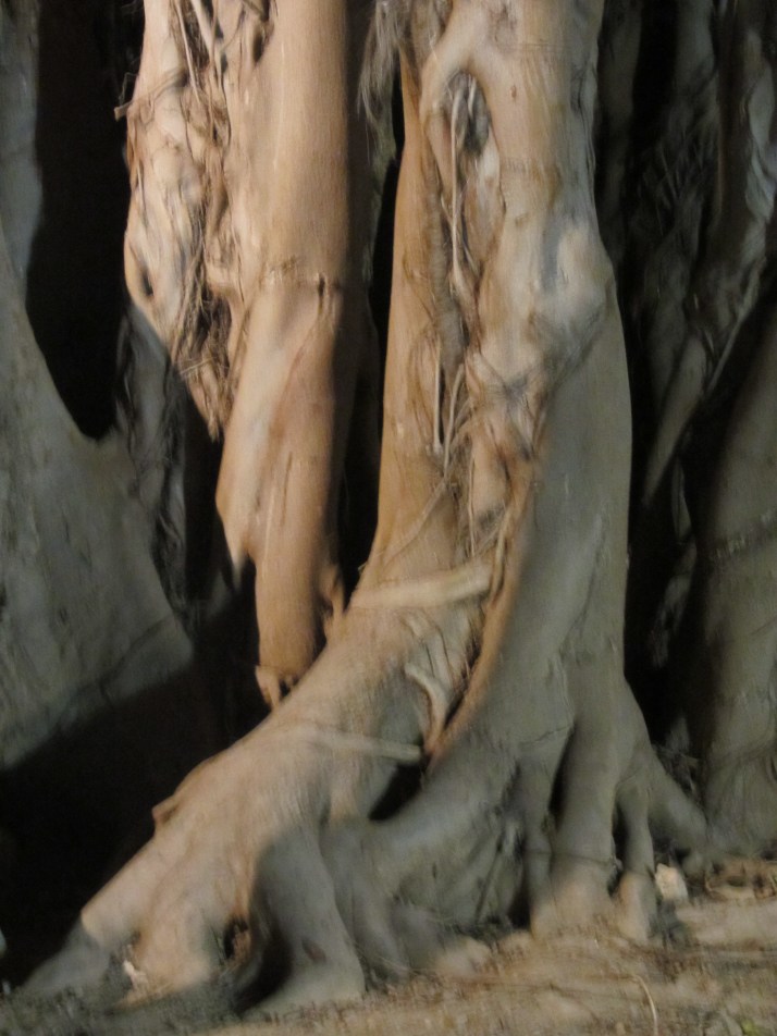 Foto: Bárbara, "Raices"