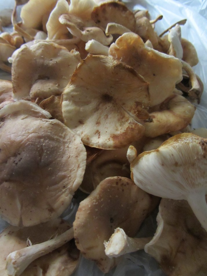 Setas de ostra. Foto: Bárbara