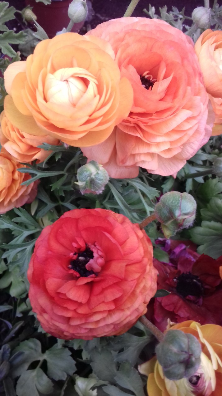 FLORES CHINO 2018 006