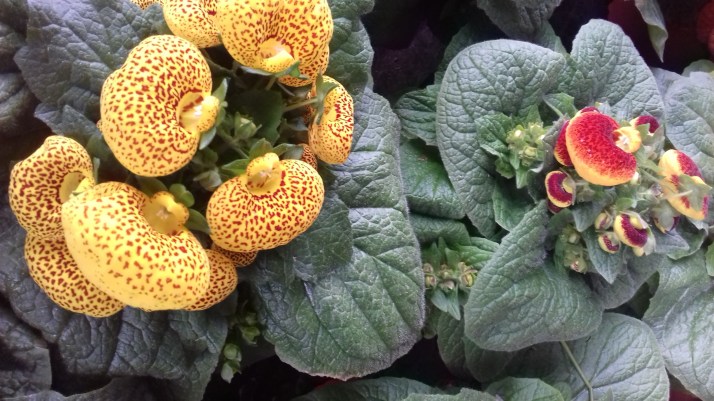 FLORES CHINO 2018 012