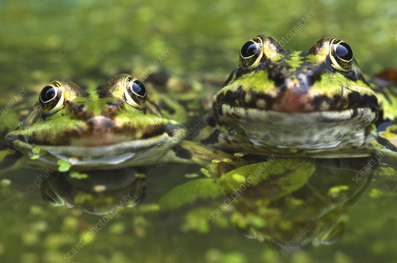 European edible frog amongst duckweed, the Netherlands